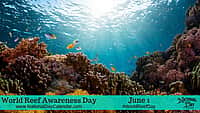 World Reef Awareness Day - June 1