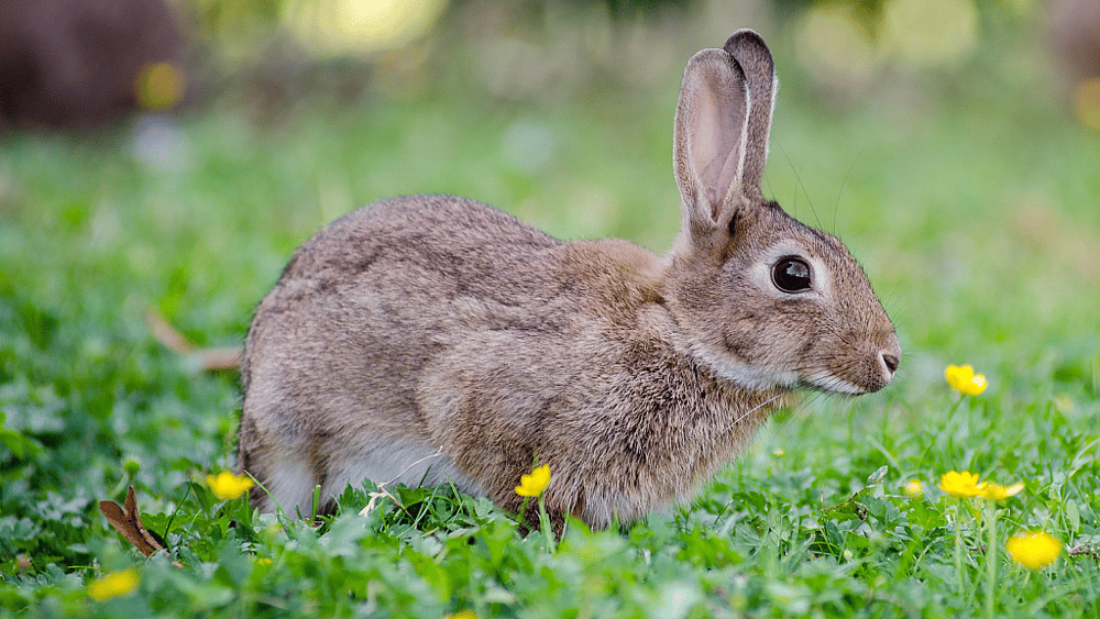 INTERNATIONAL RABBIT DAY - September 26, 2026 - National Day Calendar