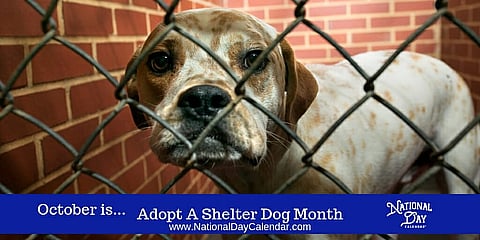 Adopt A Shelter Dog Month - October