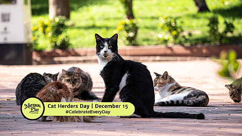 Cat Herders Day