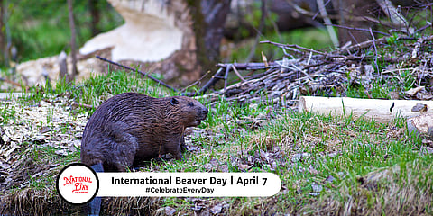 International Beaver Day - April 7