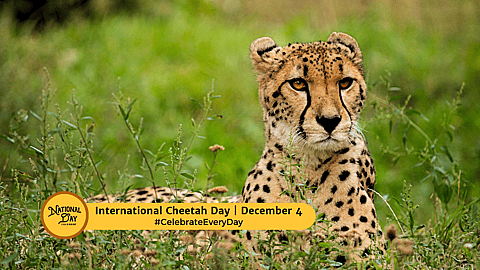 International Cheetah Day