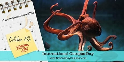 International Octopus Day - October 8
