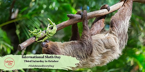 International Sloth Day | Third Saturday in October