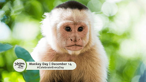 Monkey Day