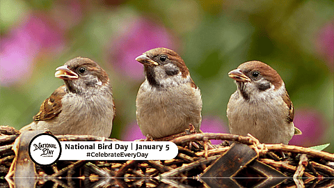 National Bird Day