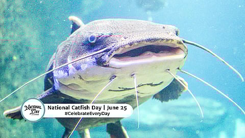 NATIONAL CATFISH DAY  June 25