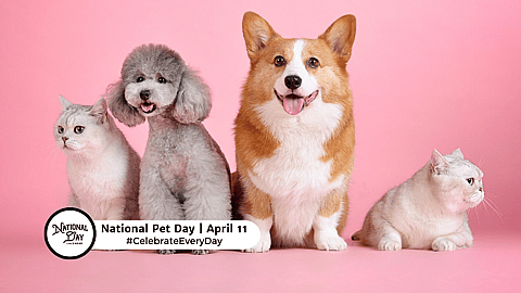 NATIONAL PET DAY  April 11