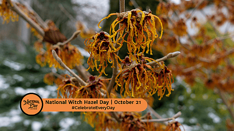 National Witch Hazel Day