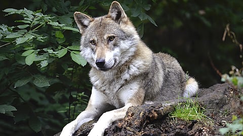 National Wolf Awareness Week