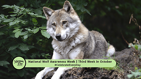 National Wolf Awareness Week