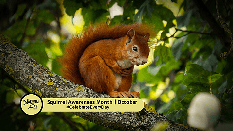 Squirrel Awareness Month