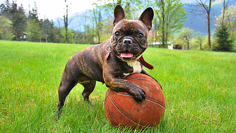 ALL AMERICAN PET PHOTO DAY  July 11