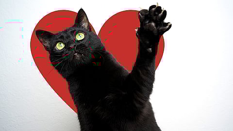 BLACK CAT APPRECIATION DAY  August 17