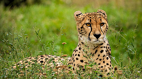 International Cheetah Day