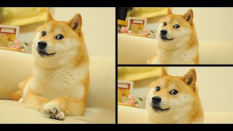 International Doge Day