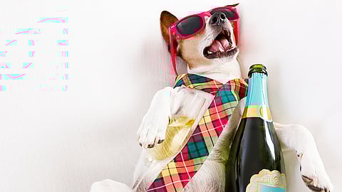 INTERNATIONAL HANGOVER DAY  Day After International Beer Day