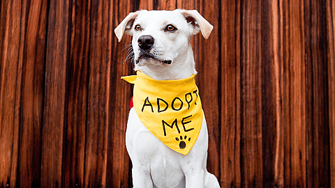 NATIONAL ADOPT A SHELTER PET DAY  April 30