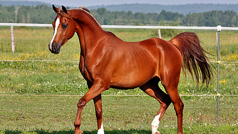 NATIONAL ARABIAN HORSE DAY - February 19 