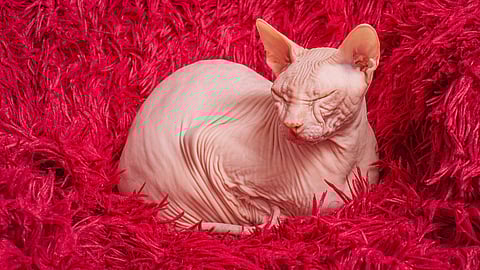 NATIONAL BALD IS BEAUTIFUL DAY  September 13