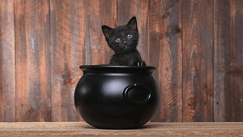 National Black Cat Day