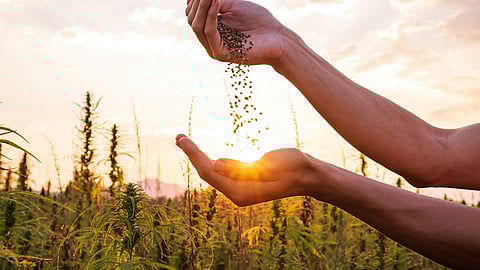 National CBD Month | January