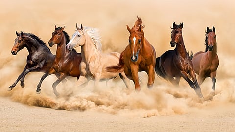 National Day of the Horse