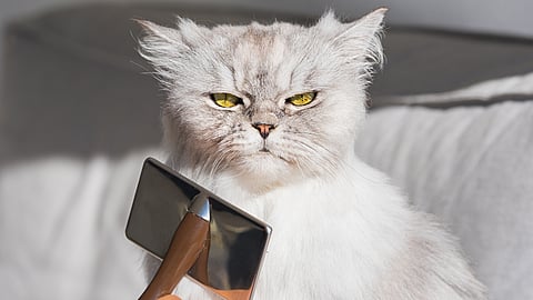 NATIONAL DO A GROUCH A FAVOR DAY - February 16 