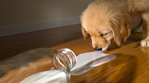 NATIONAL DON’T CRY OVER SPILLED MILK DAY - February 11 