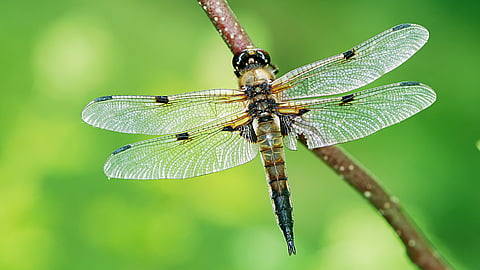 NATIONAL DRAGONFLY DAY  Second Saturday in June