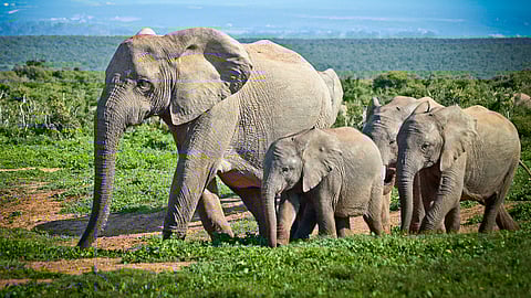 NATIONAL ELEPHANT APPRECIATION DAY  September 22