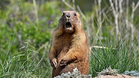 NATIONAL GROUNDHOG DAY - February 2 