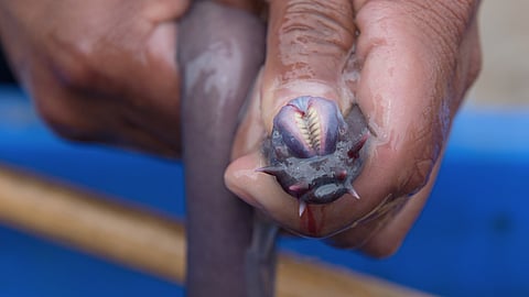 National Hagfish Day