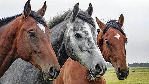 NATIONAL HORSE PROTECTION DAY  March 1