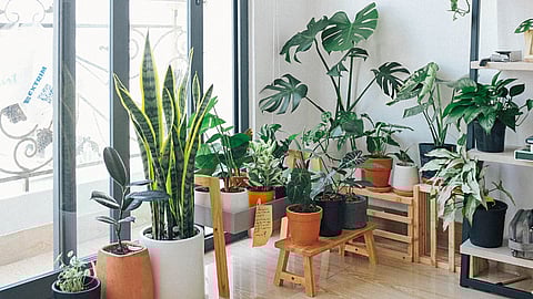 National Houseplant Appreciation Day