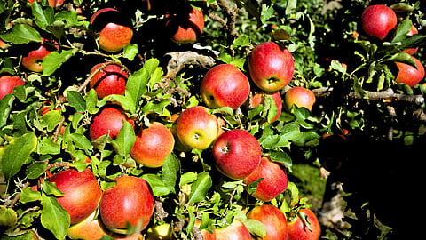 NATIONAL JOHNNY APPLESEED DAY  March 11