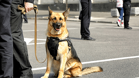 NATIONAL K9 VETERANS DAY  March 13