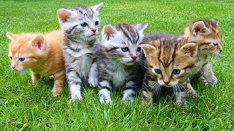 NATIONAL KITTEN DAY  July 10