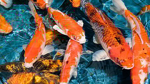 NATIONAL KOI DAY  July 7