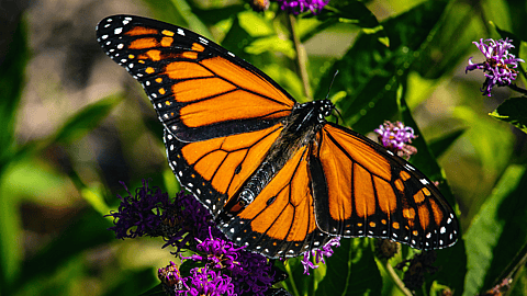 NATIONAL LEARN ABOUT BUTTERFLIES DAY  March 14