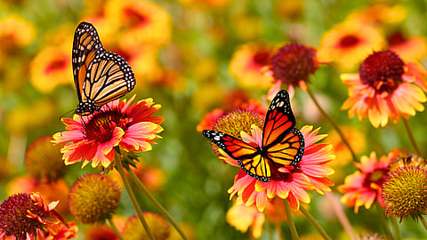 NATIONAL LIVING DONOR DAY  April 11