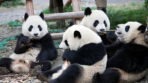 NATIONAL PANDA DAY  March 16
