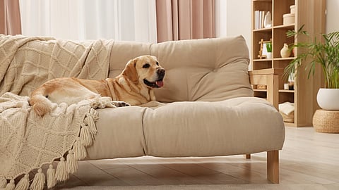 National Pet Cancer Awareness Month