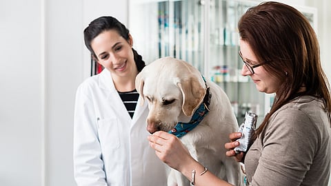 National Pet CBD Month