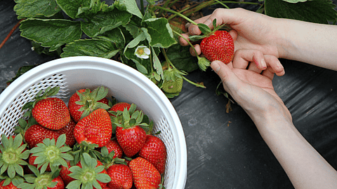 NATIONAL PICK STRAWBERRIES DAY  May 20
