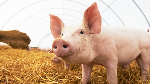 NATIONAL PIG DAY  March 1