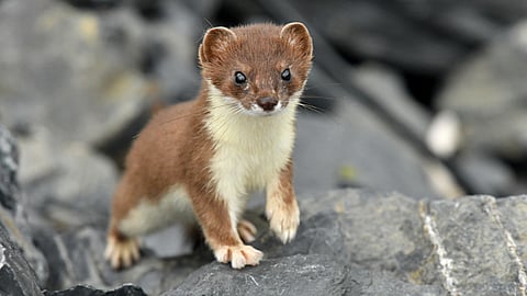 NATIONAL POP GOES THE WEASEL DAY  June 14