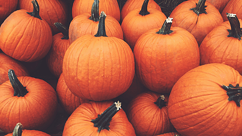 National Pumpkin Day