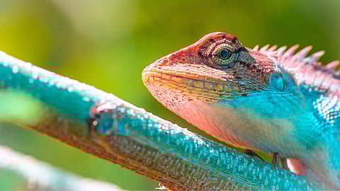 National Reptile Awareness Day