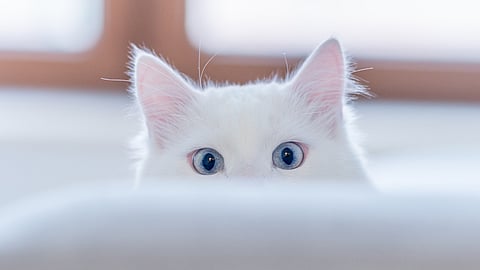 NATIONAL RESPECT YOUR CAT DAY | March 28